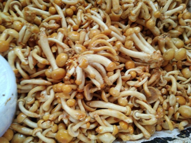 滑子菇鲜品质量好