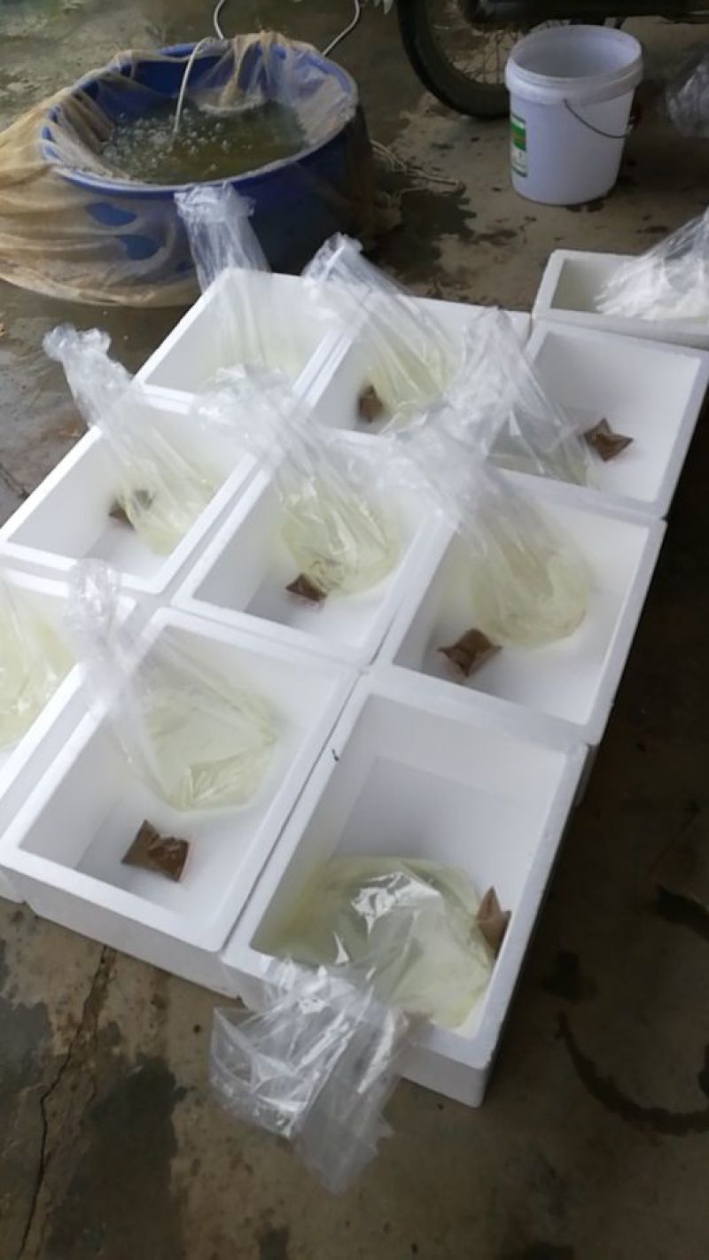2019纯种日本锦鲤水花鱼苗春花批发零售