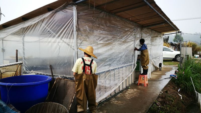 2019纯种日本锦鲤水花鱼苗春花批发零售