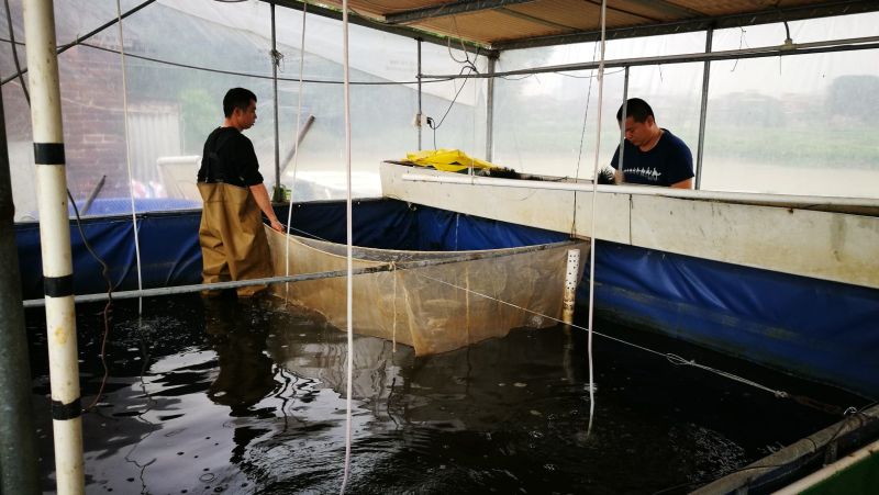 2019纯种日本锦鲤水花鱼苗春花批发零售