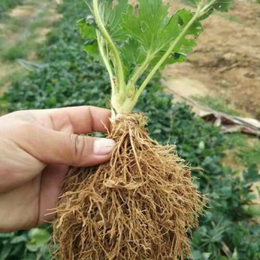 草莓苗妙香甜查理红颜白草莓桃熏草莓提供种植技术