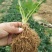 草莓苗妙香甜查理红颜白草莓桃熏草莓提供种植技术