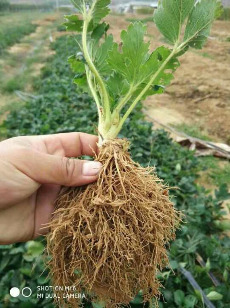 草莓苗妙香甜查理红颜白草莓桃熏草莓提供种植技术