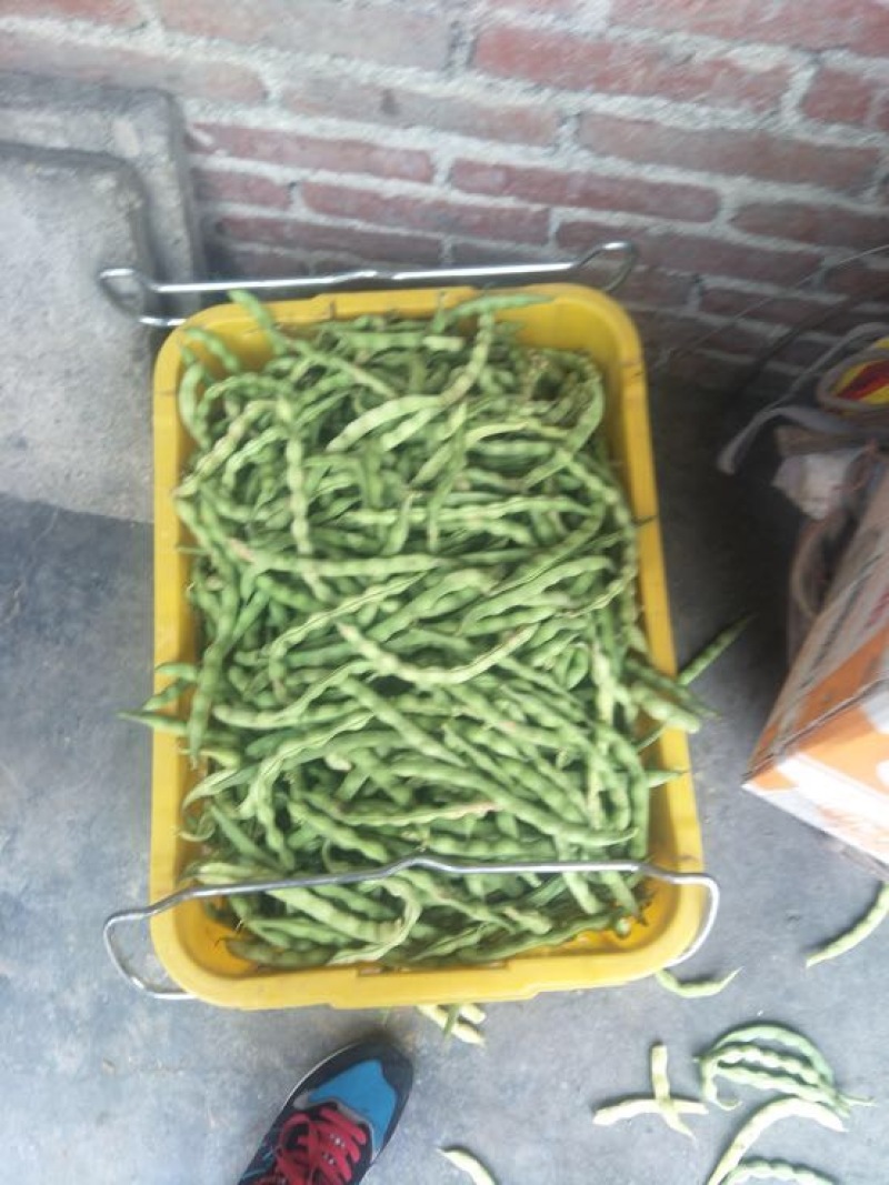 架豆大青豆肉豆。四季豆棒豆20~25厘米货量充足