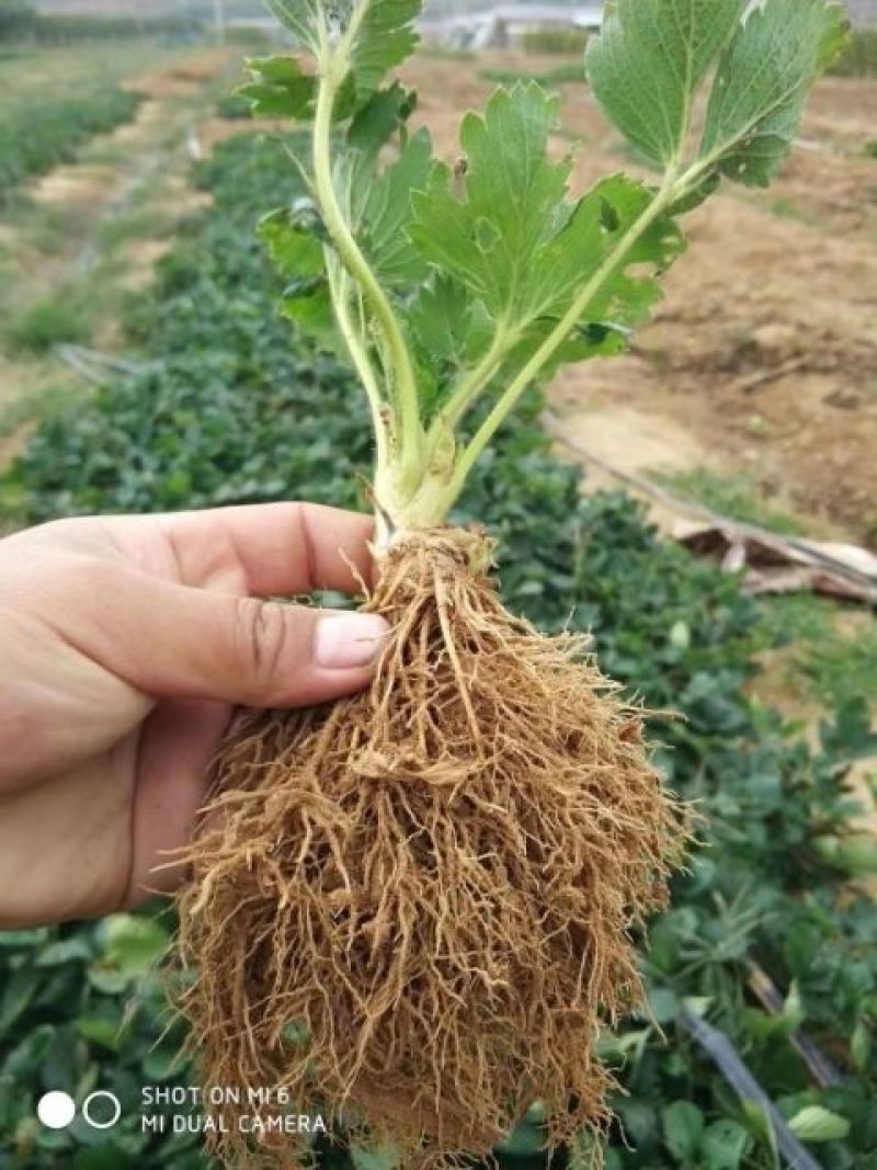 草莓苗，妙香，甜查理，红颜，白草莓，桃熏草莓提供种植技术