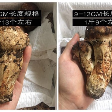 松茸5厘米以上二级