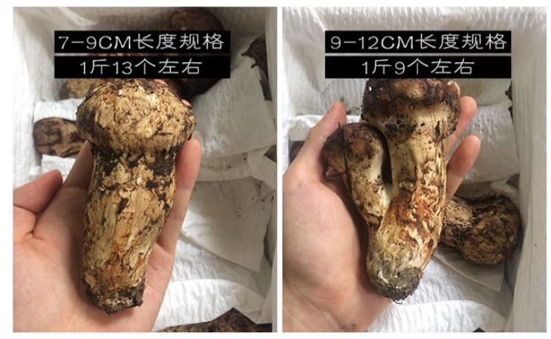 松茸5厘米以上二级