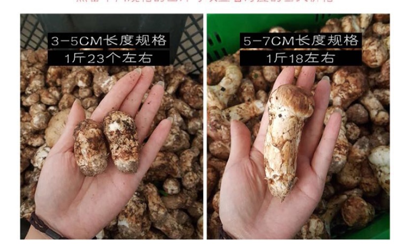 松茸5厘米以上二级