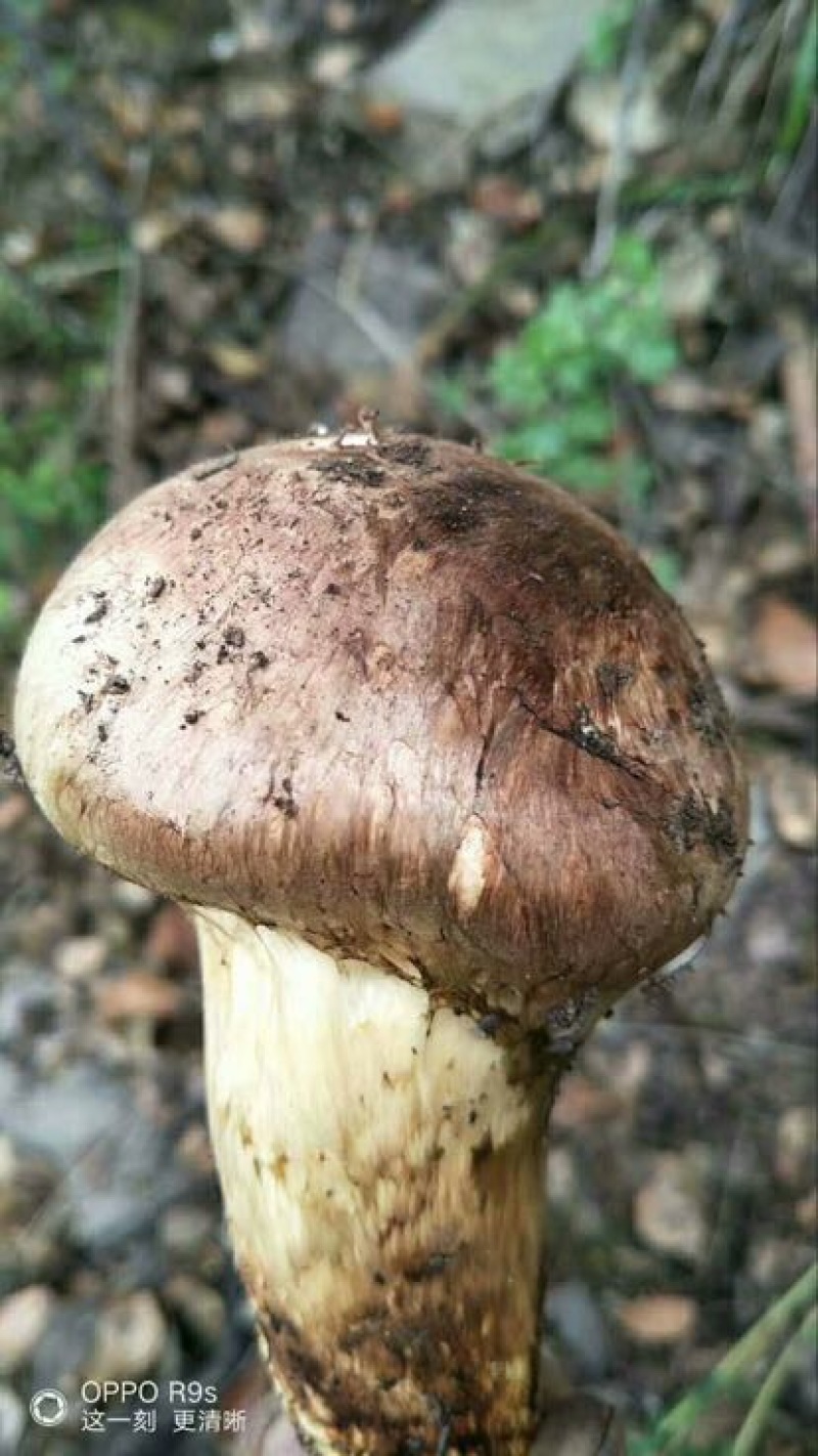 松茸5厘米以上二级
