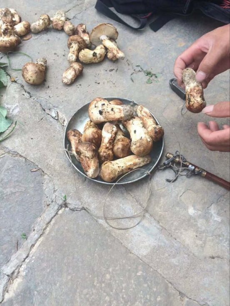 松茸5厘米以上二级