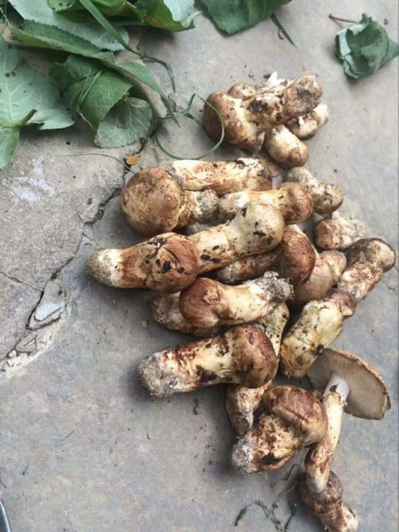 松茸5厘米以上二级