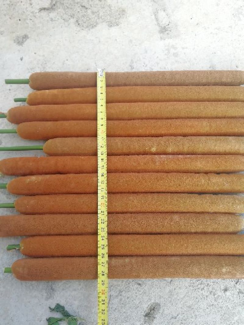 蒲棒