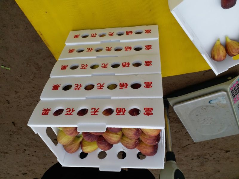 波姬红无花果，芭劳奈无花果；无花果苗，技术跟踪指导服务