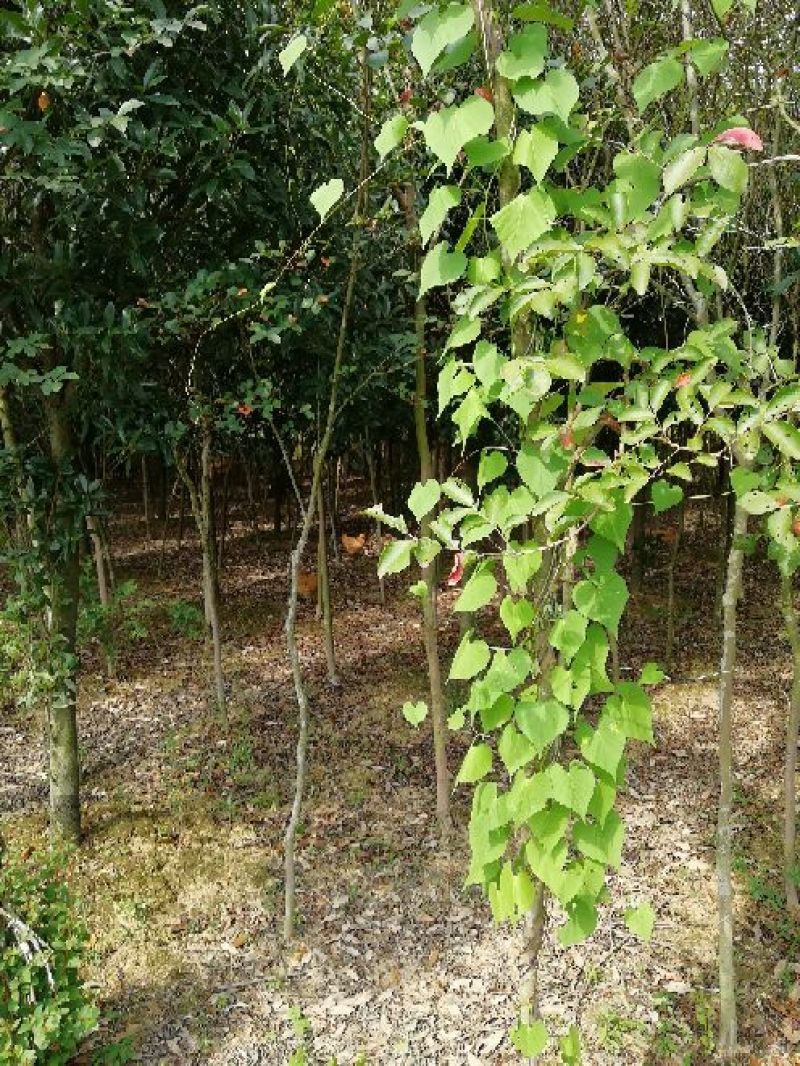 原生紫薇树