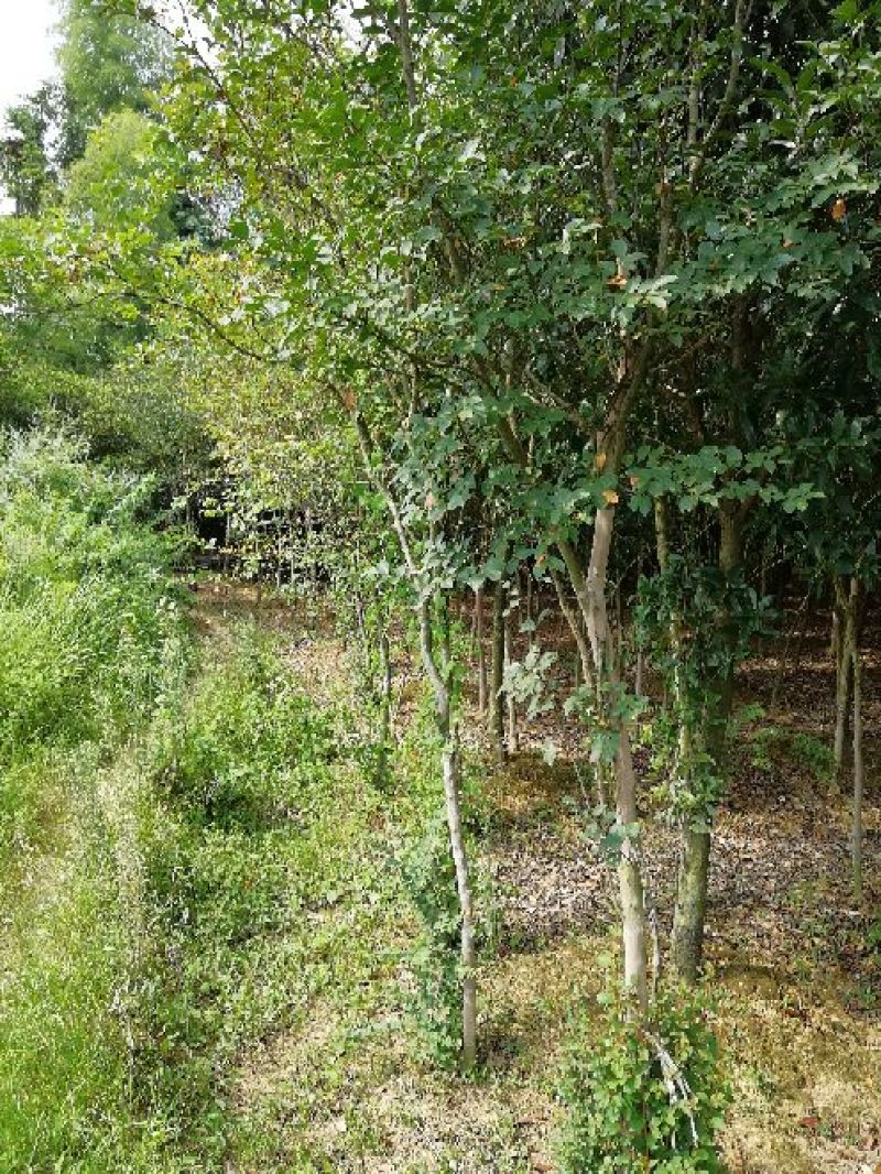 原生紫薇树