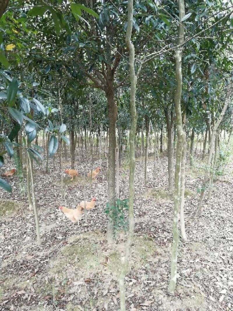 原生紫薇树