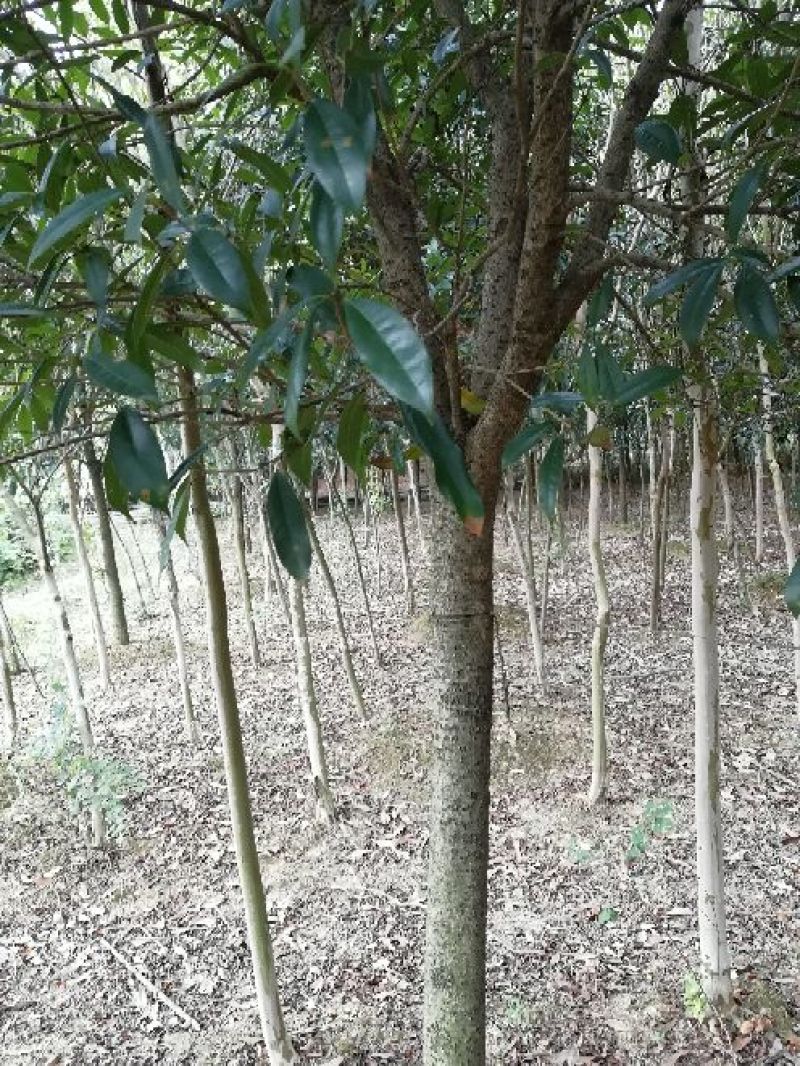 原生紫薇树