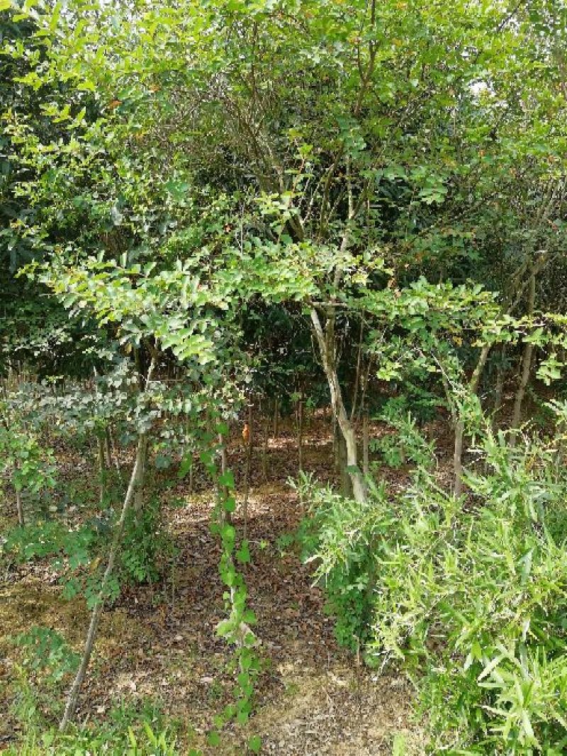 原生紫薇树