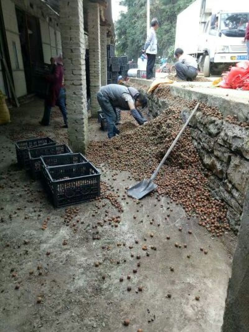 贵州安顺无籽刺梨（金刺梨）接近成熟季