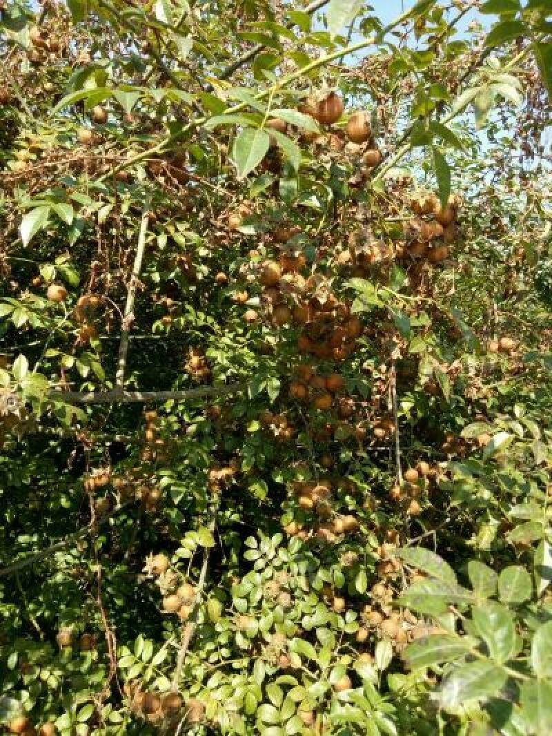 贵州安顺无籽刺梨（金刺梨）接近成熟季