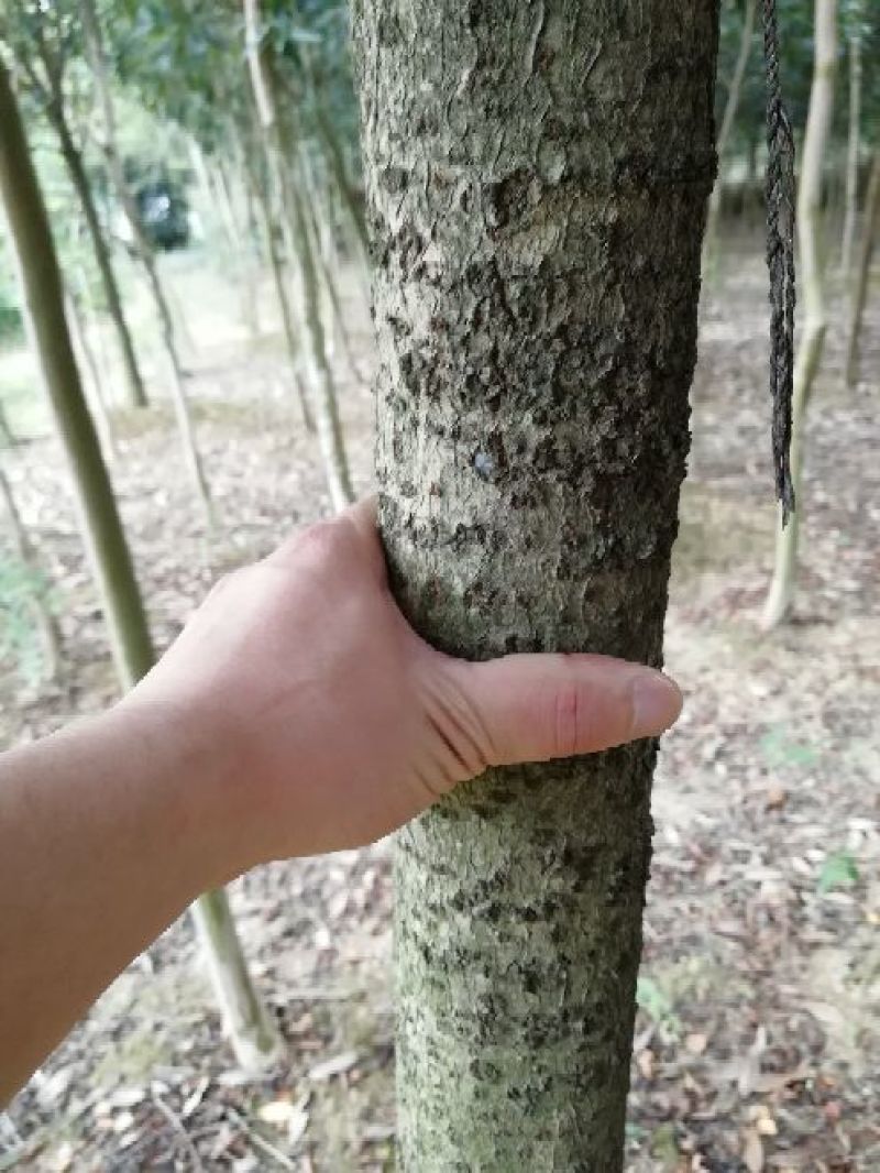 丹桂