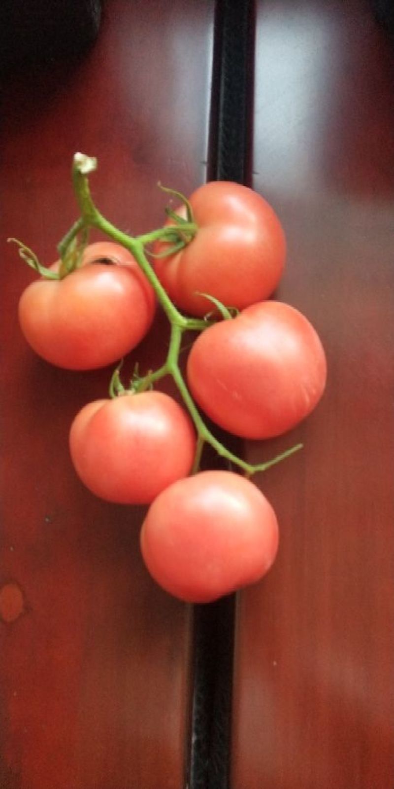 二茬硬粉西红柿🍅