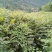 黄柏苗