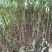黄柏苗