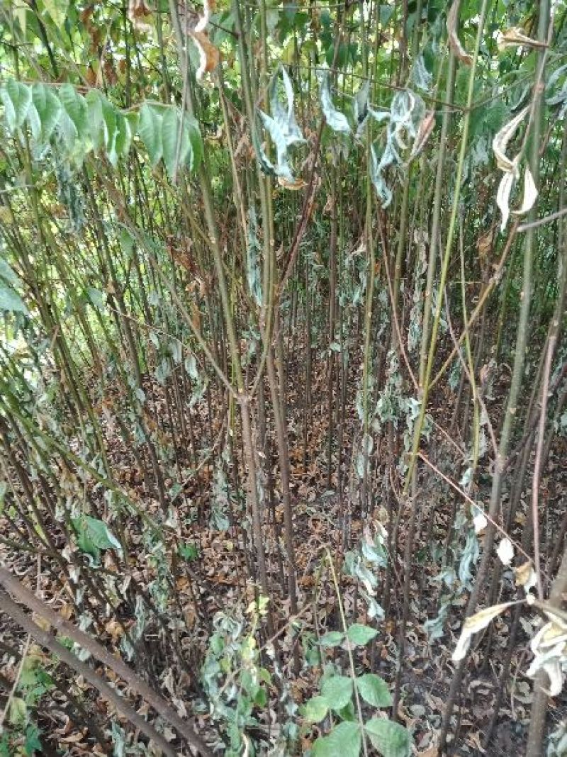 黄柏苗