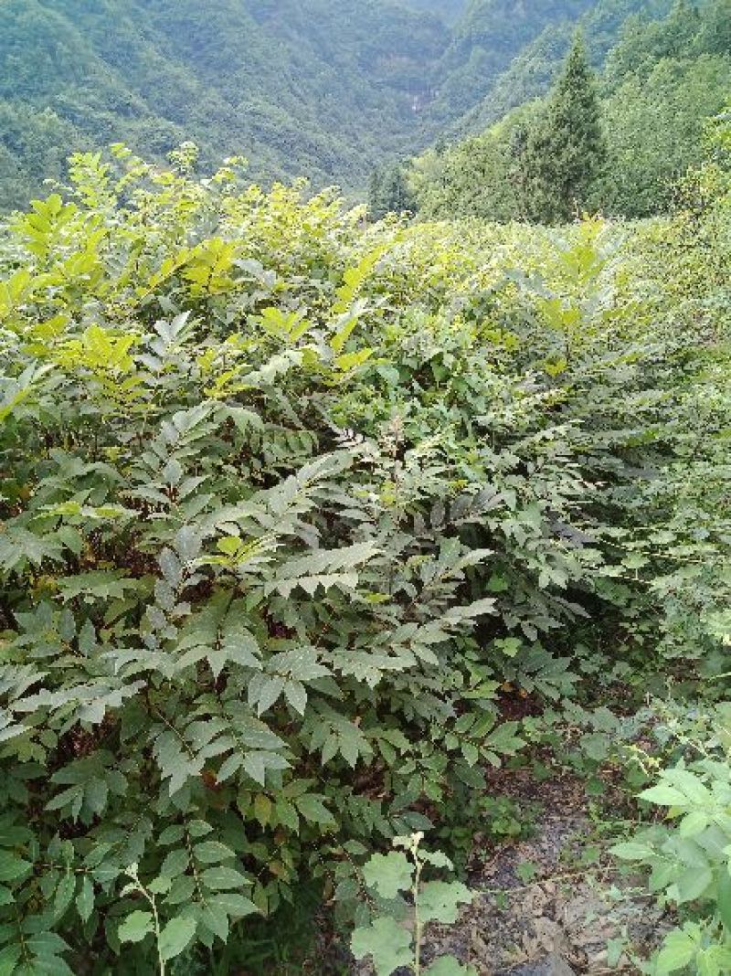 黄柏苗