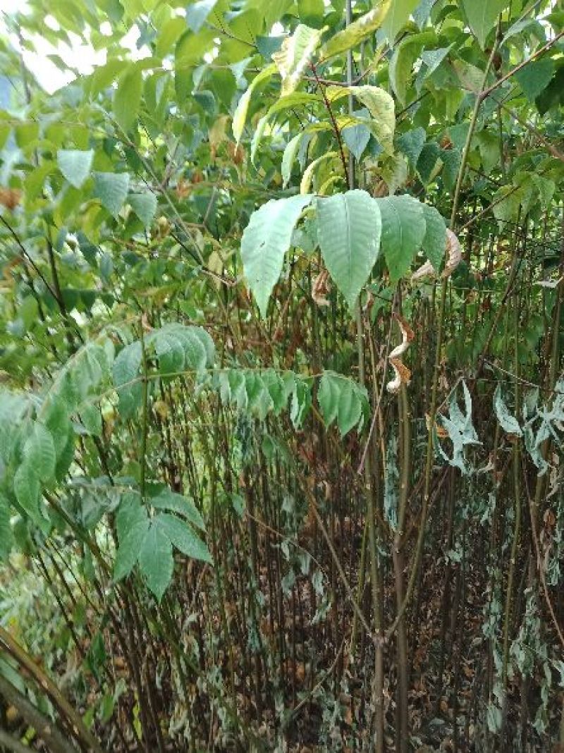 黄柏苗