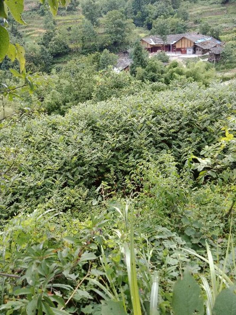 黄柏苗