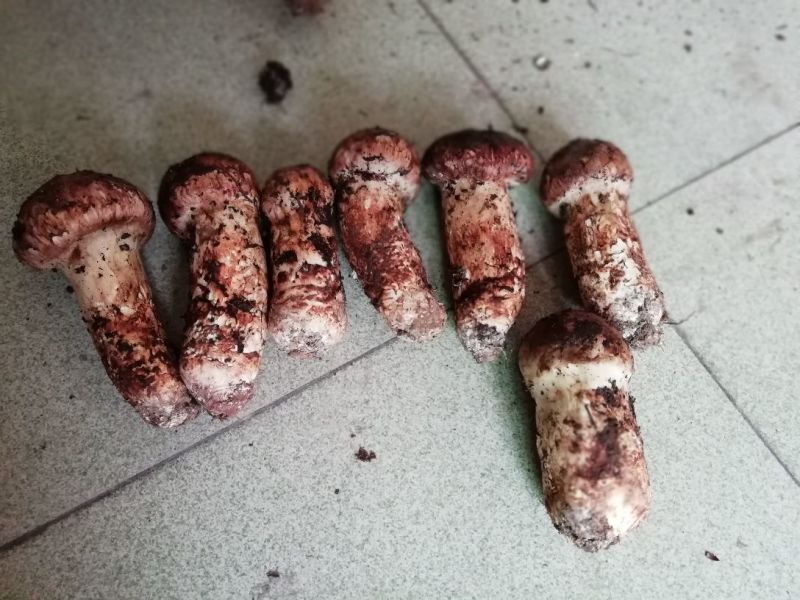 松茸一级6cm以上