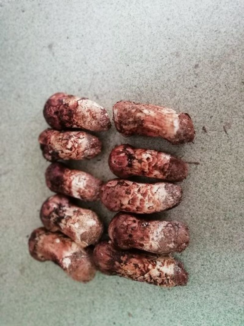 松茸童茸3—6cm