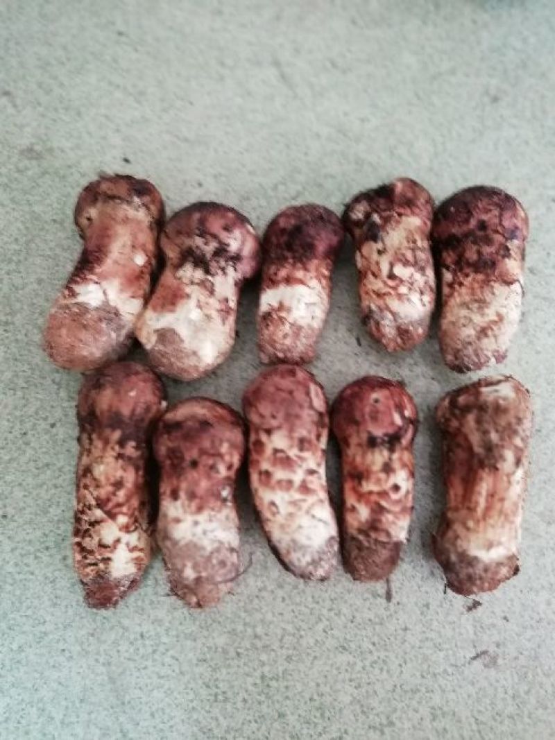 松茸童茸3—6cm