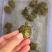 纯种火焰龟苗7-12克(3-5厘米)