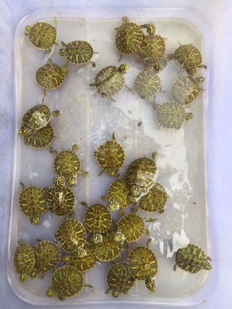 纯种火焰龟苗7-12克(3-5厘米）