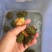 纯种火焰龟苗7-12克(3-5厘米)