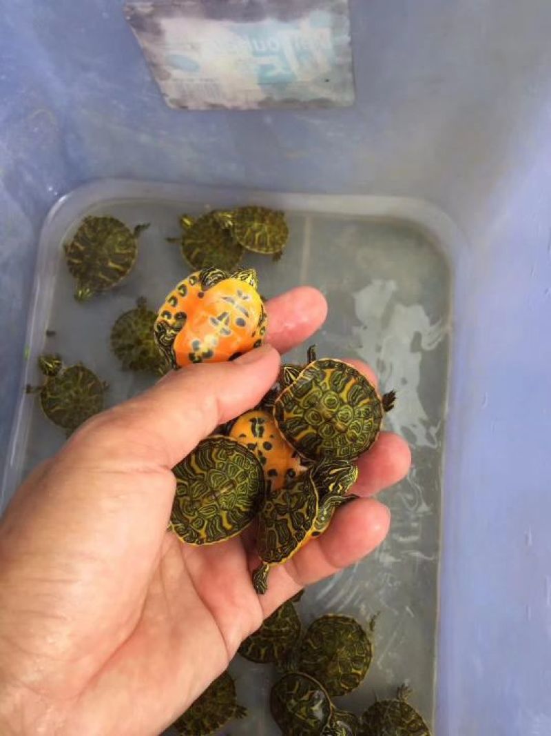 纯种火焰龟苗7-12克(3-5厘米）