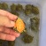 纯种火焰龟苗7-12克(3-5厘米)
