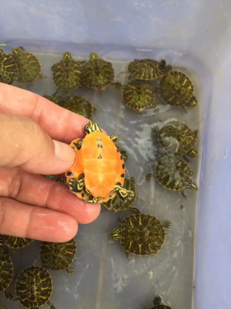 纯种火焰龟苗7-12克(3-5厘米）