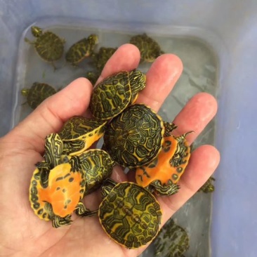 纯种火焰龟苗7-12克(3-5厘米)