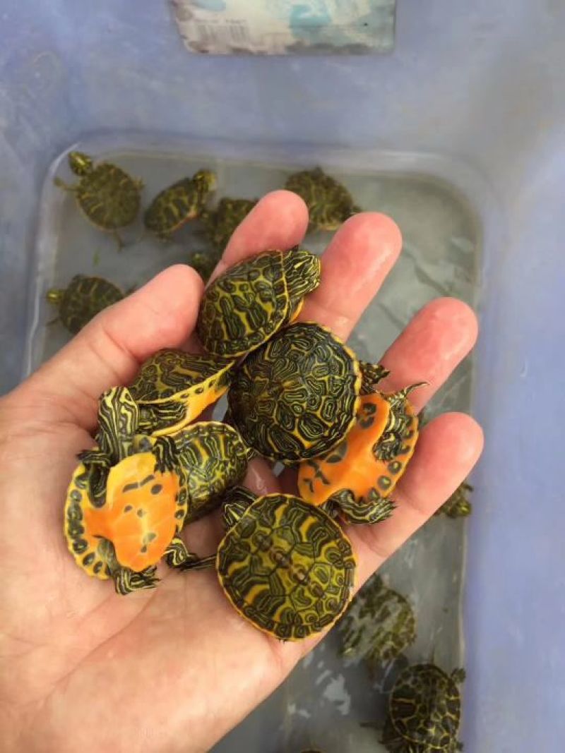 纯种火焰龟苗7-12克(3-5厘米）