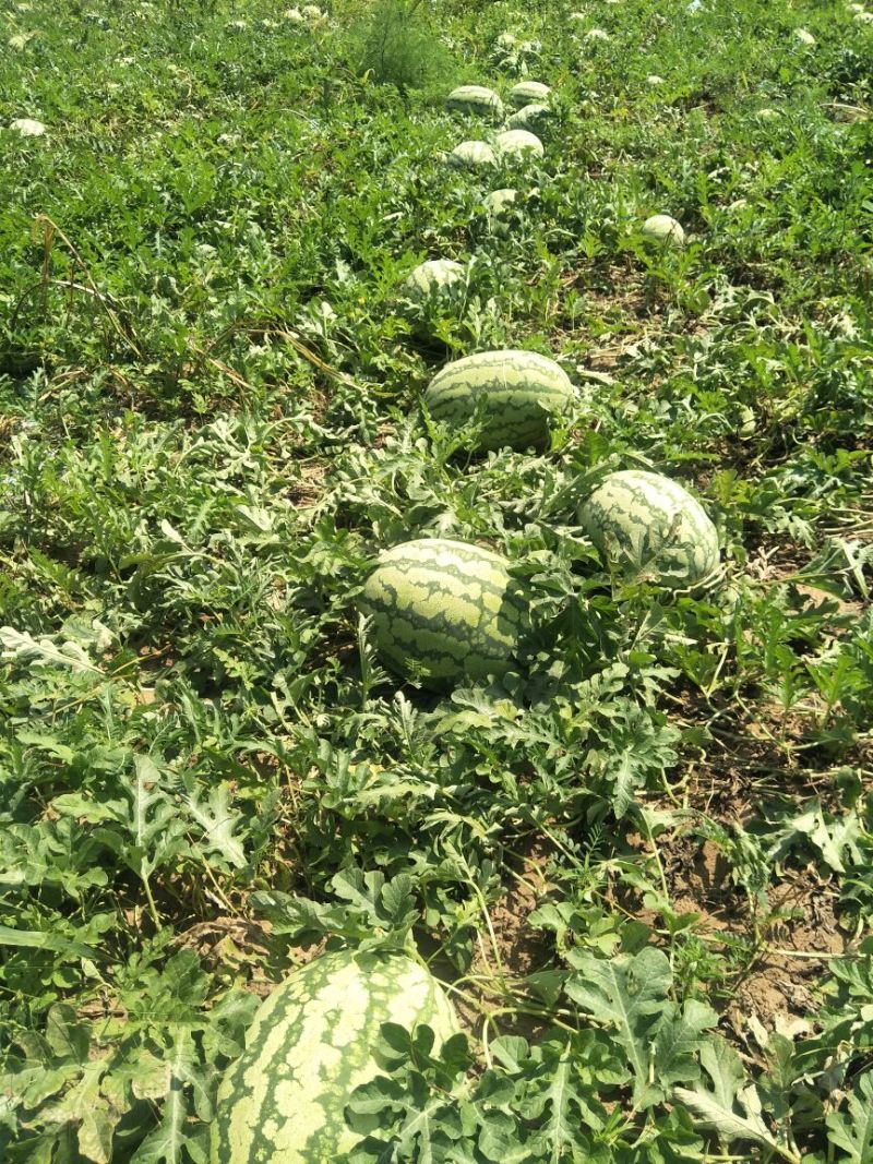 通辽陆地瓜大量上市，双红壤金城五。