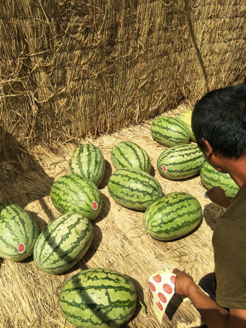 通辽陆地瓜大量上市，双红壤金城五。