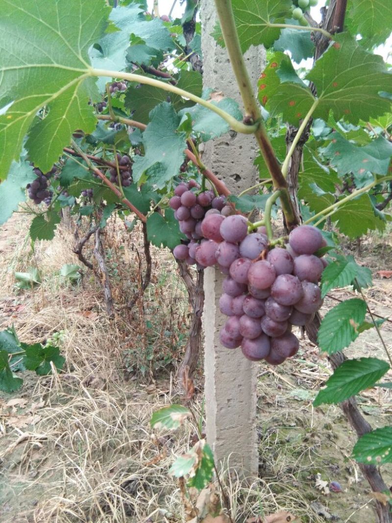 巨峰，2茶果