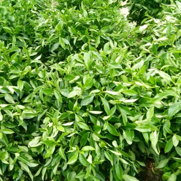 非洲茉莉，茉莉平安树发财树招财树巴西铁，鸭脚木橡皮树绿宝