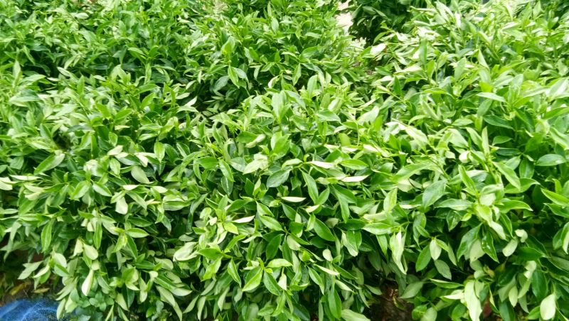 非洲茉莉，茉莉平安树发财树招财树巴西铁，鸭脚木橡皮树绿宝