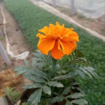孔雀草