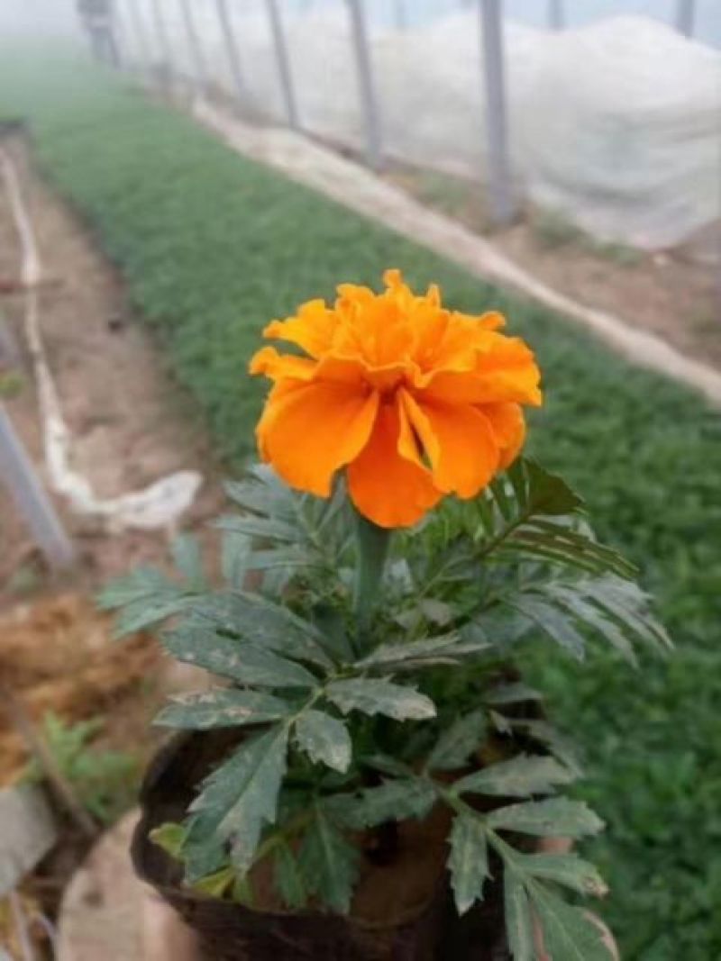 孔雀草